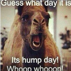 Lmfaooooo ðŸ˜‚ðŸ˜‚ðŸ˜‚ðŸ˜‚ #died #humpday #lmfaoooo #wednesday #camel #hump #lol #hilarious