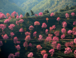 20aliens:  Blossoming pink trees on the mountainous