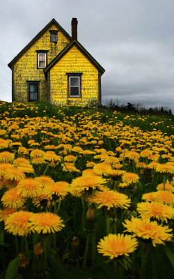 femmadilemma:  abandonedography:  Abandoned Yellow House in Nova Scotia, Matt Madden &amp; Kim Vallis  