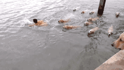 gifsboom:  Video: Guy Goes Swimming with