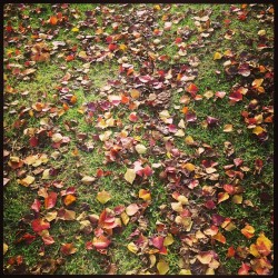 On the walk home 🍁🍃🍂 #autumn #pretty #leaves #plants winter soon!!! #awwyay