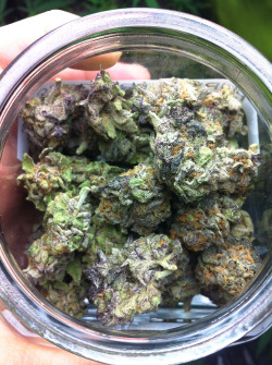 packthat-bowl:  Purple Master
