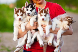 freeyourwildsoul:  I seriously need a husky puppy :(
