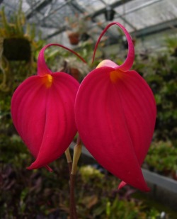 orchid-a-day: Masdevallia coccinea (red) Syn.: Masdevallia denisonii; Masdevallia harryana; Masdevallia lindenii; Masdevallia militaris; et al. March 24, 2018  