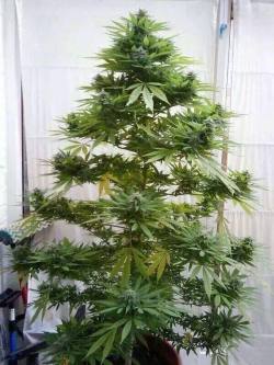 reddlr-trees:  Christmas Tree 