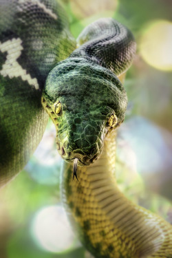 Snakes Are Cute | via Tumblr su We Heart