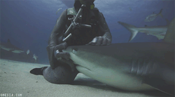 ubiquitous-pearl:        Y u pet me Keep pet me   This always makes me happy, because the source video shows that the shark actually wanted this. It experienced it once and then kept coming back for more petting. (also, because i’ve seen comments about