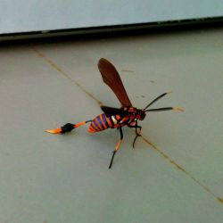 rhamphotheca:  This Texas Wasp Moth, Horama