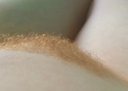 My ginger pubes 