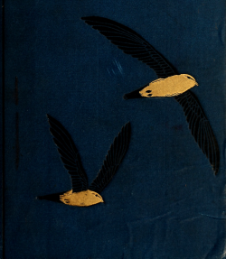 nemfrog:  A guide to the birds of New England and eastern New York. 1904. Book cover detail. 