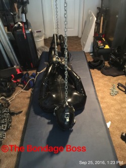 sfgimp:  thebondageboss:  Sunday, September 25, 2016 3:30 PM  Because of the SF heat wave I skipped the Folsom Street Fair. Instead I stayed home and continued training the pig. The pig has been in some form of bondage since Thursday 10 PM  This afternoon