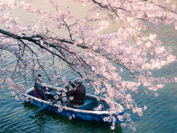 stories-yet-to-be-written:  The Best Pictures Of This Year’s Japanese Cherry Blossoms The Japanese cherry blossom, known as the Sakura in Japanese, is the flower of a cherry tree that is cultivated for its decorative features rather than for cherries