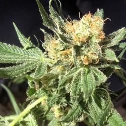 weedporndaily:  Dos terps dou…. CVK what are u made of ??? by tg_genetics http://ift.tt/1hpU8Lq