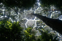 zerostatereflex:  Crown shyness What an interesting word. :D  “Crown shyness is a phenomenon observed in some tree species, in which the crowns of fully stocked trees do not touch each other, forming a canopy with channel-like gaps.“ How do the trees