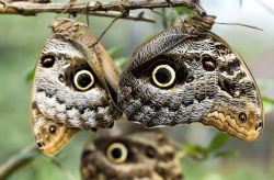 sixpenceee:  The Owl Butterfly are known for their huge eyespots, which resemble owls’ eyes. These fake eyes attract the predator to the less vulnerable spot of the butterfly and enables it to escape. They are found in the rainforests and secondary