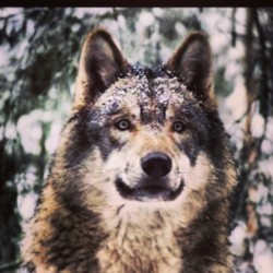 Snarl. #wolfwednesday #wolf #wolves #wolfknives #awhooo #alpha #canislupus