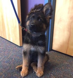 awwww-cute:  Our local police department posted this photo today to help bring in new recruits