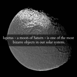fromquarkstoquasars:  Saturn’s Moon Iapetus has a unique feature which was, until recently, a complete mystery.  Running along its equator is this weird ridge of mountains. The mountains run exactly along the equator, are perfectly straight, and—-so