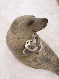 cutepetplanet: This seal hugging a plush seal toy is everything