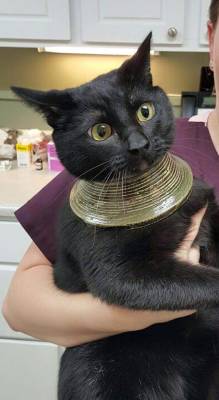 otahkoapisiakii:  autisticbisexualsokka:  shaiza:  veryverycuteanimals: My friends cat got it’s head stuck in a vase, freaked out, broke the vase, and was left with this. - (Source: http://bit.ly/2cute2btrue) thats bastet you fool  @otahkoapisiakii