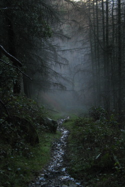 anotic:  Rostrevor Forest, Ireland  |  Darren Giddins 