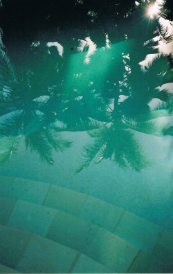 monjodulis:  Palms by the pool 
