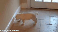 gif-tv:  ☆ ☆ Actual Update Gif Blog ☆ ☆  This is the exact same thing my dog does, it&rsquo;s fucking adorable dude