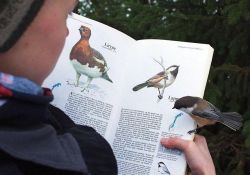 motorizedmycologist:  becausebirds:  Bird lands on a page about itself.  “das me” 
