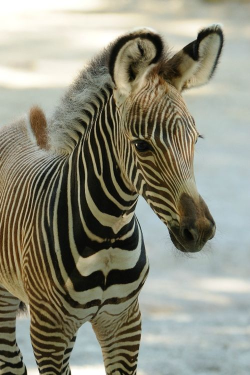 What a charmer (Zebra foal)