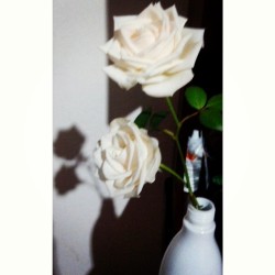 Las #rosas #blancas #white #roses #whiterose
