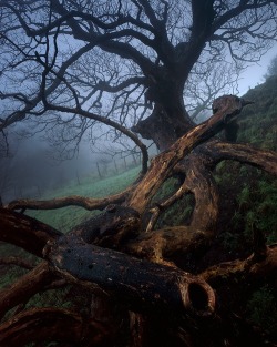 bluepueblo:  Tangled Tree, Dorset, England photo via laura  ——————-