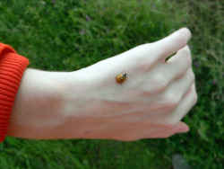 Friendliestbug:  A Kool Lady Bug That Landed On Me