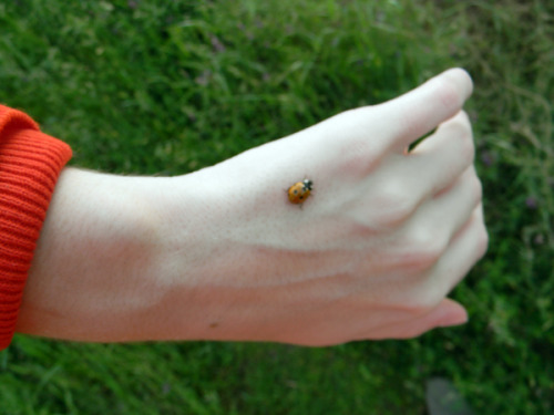 XXX friendliestbug:  a kool lady bug that landed photo
