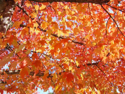 leavesandpumpkins:  Want more autumn beauty