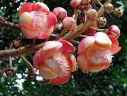 nybg:  inspiration-imusam:  cannonball tree  The “most interesting tree in the world“ according to one of our botanists. 