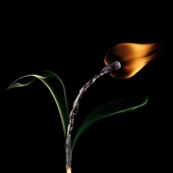 taktophoto:  Burning Matches Art by Stanislav