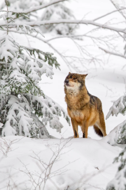 wolfsheart-blog:    Wolf in the Bavarian Forest National Park, Bavaria, Germany by Dirk-R  