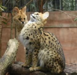 cuteanimals-only: Serval see, serval do.