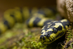 snake-lovers:  jungle carpet python by MorningThief581 on Flickr.