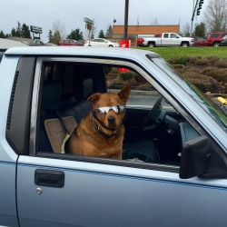 krsty:  i got out my car and ran to take a picture of this dog in the riteaid parking lot earlier today and im still screaming over it 