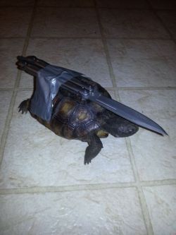 brandonkoppel:  Armed Tortoise 