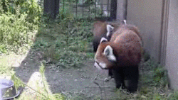 abodeofrandomosity:  fishmech:  red panda 