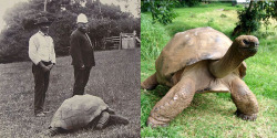 coolthingoftheday: kamenrideraqua:  coolthingoftheday:  Johnathan the tortoise in 1900, and the same tortoise again in 2015.  he looks great, what’s his secret  Dermatologists HATE him 