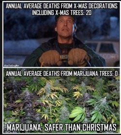 Marijuana Trees Lol&hellip;&hellip;.