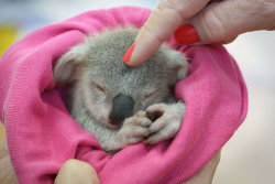 Frillybowsandlace:  Koala Is My Nickname With One Of My Friends. It Was Also One