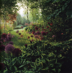 Clive Nichols, The Art of Flower &amp; Garden Photography.   Massed allium and hosta…and perfect light.