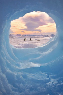 mirkokosmos:  Antarctica 