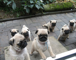 stuhning:  la-vita-di-classe:  crystalfy:  awhh  I WANT ALL OF THEM  HAHAHHAHAHAHHAH THE ONE IN THE BACK.. IM CRYINGGGG 