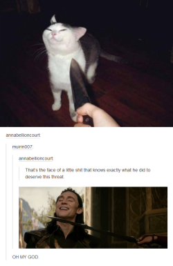 weallheartonedirection:  Cat Loki