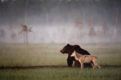 xekstrin:  vmagazine:  Somewhere in the wilderness of Northern Finland a male bear and female wolf strikes up an unlikely friendship, each evening after a hard-day’s hunting this pair could be seen sharing dinner together while enjoying the sunset.